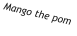 Mango the pom